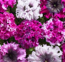 img-1: Петуния превосходнейшая Черныго Триумф [100 драже] - ООО «Семена Тут»