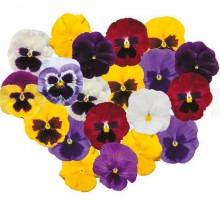 Виола крупноцветковая Пауэр Чойс Микс  [1000 шт] - ООО «Семена Тут»