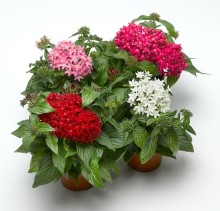 Пентас Би Брайт микс [100 драже] - ООО «Семена Тут»