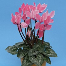 Цикламен Хельга F1 [100 шт] - ООО «Семена Тут»