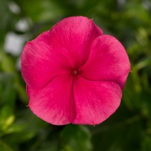 Катарантус Блокбастер Бургунди [100 шт] - ООО «Семена Тут»