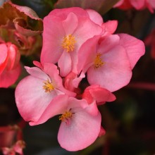 Бегония межвидовая Мегаватт Пинк Бронз Лиф [100 драже] - ООО «Семена Тут»