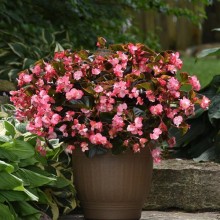 img-1: Бегония межвидовая Мегаватт Пинк Бронз Лиф [100 драже] - ООО «Семена Тут»