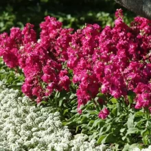 img-2: Маттиола Хот Кейкс Роуз [1000 шт] - ООО «Семена Тут»