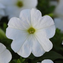 Петуния мультифлора Мираж Вайт Импрувд [1000 драже] - ООО «Семена Тут»