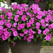 img-1: Бальзамин Супер Элфин F1 Лилак [1000 шт] - ООО «Семена Тут»