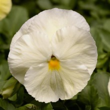 Виола крупноцветковая Спринг Матрикс Примроуз [100 шт] - ООО «Семена Тут»