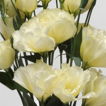 Эустома АБС Еллоу [100 драже] - ООО «Семена Тут»