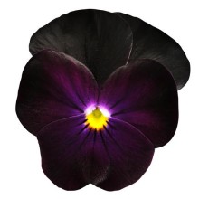 Виола рогатая Сорбет ИксПи Блэкберри [1000 шт] - ООО «Семена Тут»