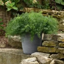 img-1: Аспарагус Фази Ферн Фриз [1000 шт] - ООО «Семена Тут»