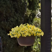 img-1: Петхоа Калибёрст Еллоу [1000 драже] - ООО «Семена Тут»