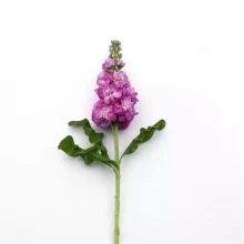 img-1: Маттиола Матильда Роуз [1000 шт] - ООО «Семена Тут»