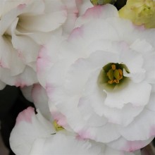 Эустома АБС 1 Роуз Рим [1000 драже] - ООО «Семена Тут»