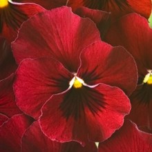 Виола рогатая Флорал Пауэр F1 Ред [1000 шт] - ООО «Семена Тут»