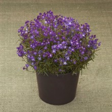 Линария Фантазиста Блю [100 м/драже] - ООО «Семена Тут»