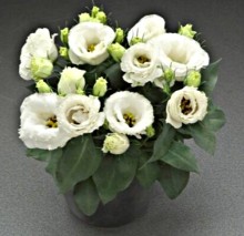 Эустома Джульетта Вайт [100 драже] - ООО «Семена Тут»