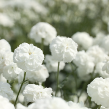 Тысячелистник птармика Маршмэллоу [100 драже] - ООО «Семена Тут»