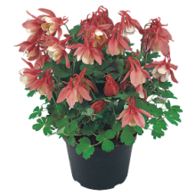 Аквилегия Камео Роуз энд Вайт [500 шт] - ООО «Семена Тут»