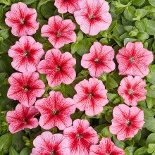 Петуния мелкоцветковая Карлик F1 Красная с прожилками [1000 драже] - ООО «Семена Тут»