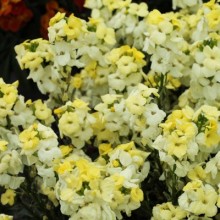 img-1: Лакфиоль (Хейрантус) Шуга Раш Примроуз [100 шт] - ООО «Семена Тут»