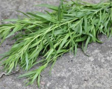 img-2: Эстрагон Нухрат - ООО «Семена Тут»