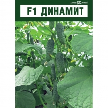 img-1: Огурец Динамит F1 - ООО «Семена Тут»
