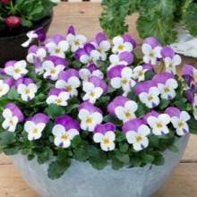 Виола рогатая Флорал Пауэр F1 Персиан Пинк [1000 шт] - ООО «Семена Тут»