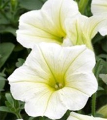 img-1: Петуния ампельная Опера Лемон [250 драже] - ООО «Семена Тут»