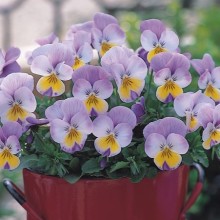 img-1: Виола рогатая Флорал Пауэр F1 Вайт Роуз Винг [1000 шт] - ООО «Семена Тут»