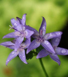 img-1: Колокольчик гарганский Филлигри [100 шт] - ООО «Семена Тут»