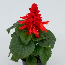 Сальвия Фаэй Бризэ Ред [5000 шт] - ООО «Семена Тут»