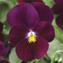 Виола рогатая Дельтини F1 Бургунди [1000 шт] - ООО «Семена Тут»