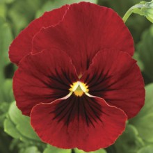 Виола рогатая Пенни F1 Ред Блоч [1000 шт] - ООО «Семена Тут»