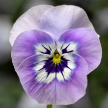 Виола рогатая Пенни F1 Марина [1000 шт] - ООО «Семена Тут»