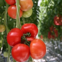 Томат Митридат F1 - ООО «Семена Тут»