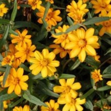 Цинния узколистная Стар Голд [1000 шт] - ООО «Семена Тут»