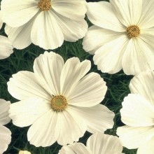 Космея Соната Вайт [500 шт] - ООО «Семена Тут»