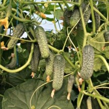 Огурец Туми F1 - ООО «Семена Тут»