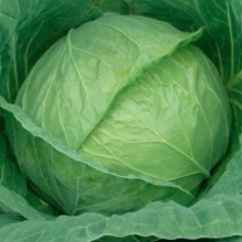 Капуста белокочанная Харьковская зимняя - ООО «Семена Тут»