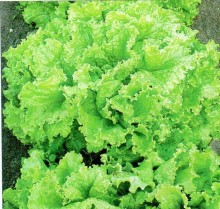 Салат Азарт - ООО «Семена Тут»