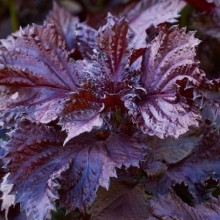 Перилла кустарниковая Пурпл [10 гр] - ООО «Семена Тут»