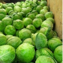 Капуста белокочанная Примавера F1 - ООО «Семена Тут»