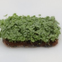 Базилик зеленый Василиск МЗ - ООО «Семена Тут»