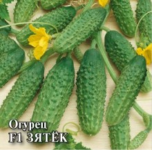 img-1: Огурец Зятек F1 - ООО «Семена Тут»