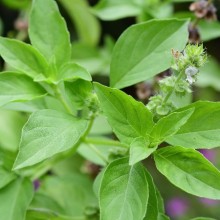 Базилик Лемона - ООО «Семена Тут»