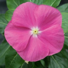 Катарантус Кобра Роуз Ай [100 шт] - ООО «Семена Тут»