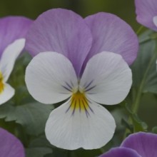 Виола рогатая Флорал Пауэр Роуз Винг [1000 шт] - ООО «Семена Тут»