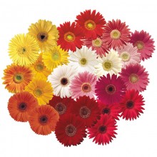 Гербера Фестиваль F1 микс  [1000 шт] - ООО «Семена Тут»