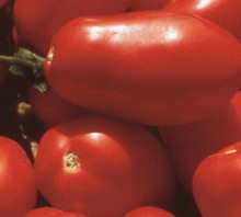 img-1: Томат Гердон F1 - ООО «Семена Тут»