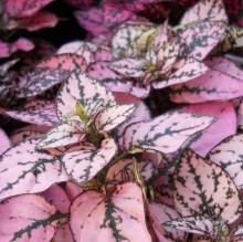 Гипестис Конфетти Компакт Пинк [1000 шт] - ООО «Семена Тут»